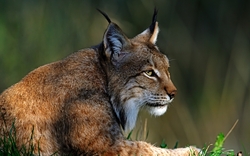 Animal Lynx Wallpaper