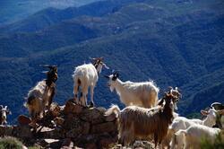 Animal Mountain Goats Photo