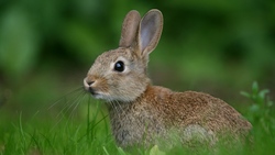 Animal Rabbit HD Wallpaper