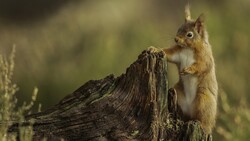 Animal Squirrel 4K HD Animals Wallpaper