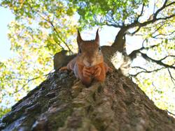 Animal Squirrel Photography Wallpaper