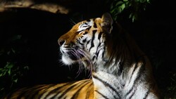 Animal Tiger 4K Wallpaper