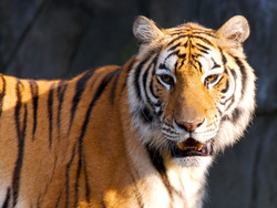 Animal Tiger HD Pics