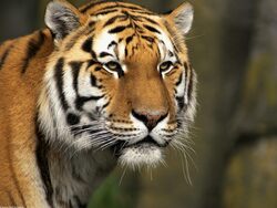 Animal Tiger in Jungle Portrait Photography