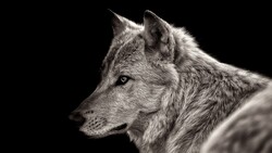 Animal Wolf 4K Background