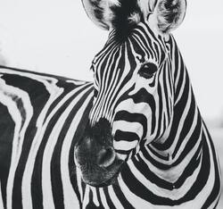Animal Zebra Wallpaper