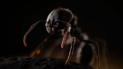 Ant Macro Photo in 5K