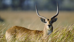 Antelope in Grass Field HD Wallpaper