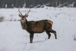 Antlers Deer Scotland Snow HD
