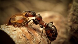 Ants Macro Photography