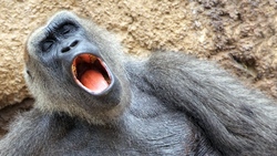 Apes Monkey Yawn Pic