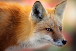 Appeal of Fox