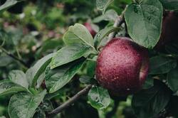 Apple Fruit on Tree