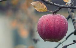 Apple in Foggy Weather
