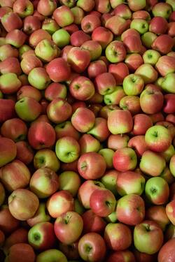 Apples in Market