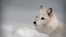 Arctic Fox Sitting in Snow