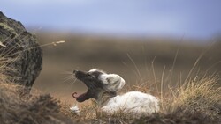 Arctic Fox Sitting in Wet Grass