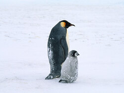 Arctic Penguins Life Photography