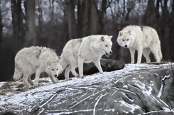 Arctic Wild Wolf Animal Full HD Photo