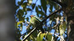 Asian Barbet Bird 8K Wallpaper
