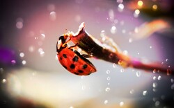 Asian Lady Beetle Wallpaper