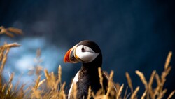 Atlantic Puffin Bird Photo