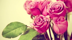 Attractive Pink Rose HD Photo