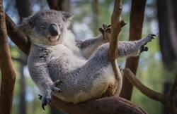 Australian Animal Koala Photo