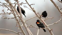 Australian Black Birds on Tree 4K Wallpaper