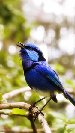 Australian Blue Bird