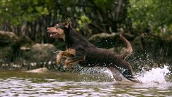 Australian Kelpie Dog Jumping in Water for Hunting