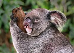 Australian Koala Clinging Photo