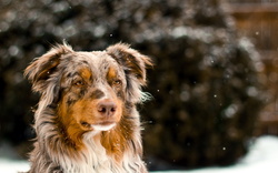 Australian Shepherd Dog Wallpaper