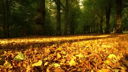 Autumn Carpet Leaf