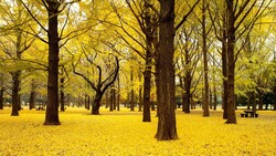 Autumn Trees Forest HD Pic