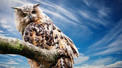 Awesome Desktop Background Wallpaper of Owl