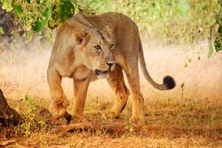 Awesome Lion Animal Photo