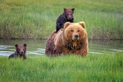 Baby Bears With Mother
