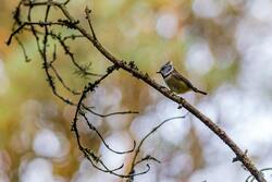 Baby Bird on Tree Branch