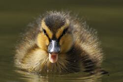 Baby Bird Swimming in Water