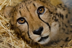 Baby Cheetah Closeup Look Photo