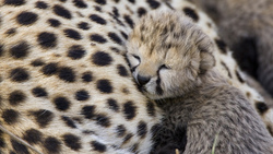 Baby Cheetah Sleeping On Mother Lap