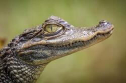Baby Crocodile Closeup Look