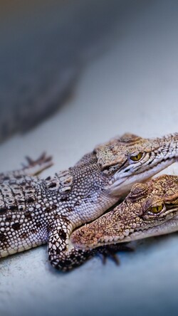 Baby Crocodile Cute Animal