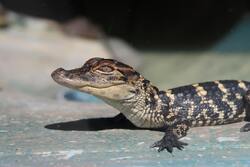 Baby Crocodile Taking Sunbath
