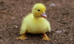 Baby Duck First Time Walk