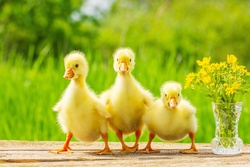 Baby Ducks Wallpaper