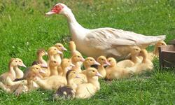 Baby Ducks With Their Mother on Grass