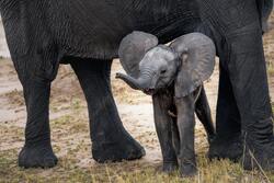 Baby Elephant with Mother