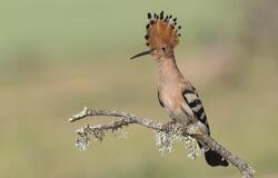 Baby Hoopoe Bird Image